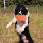 FlyingDisc™ disque volant pour animal de compagnie | Chien - toutou heureux