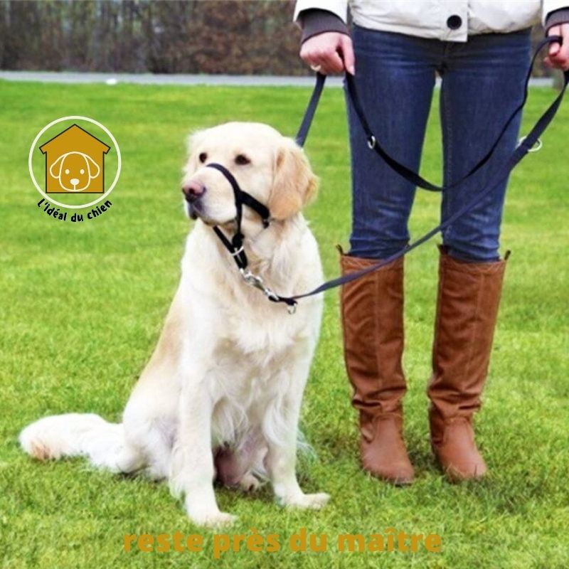 collier dressage chien Licol muselière anti traction Stopti ™